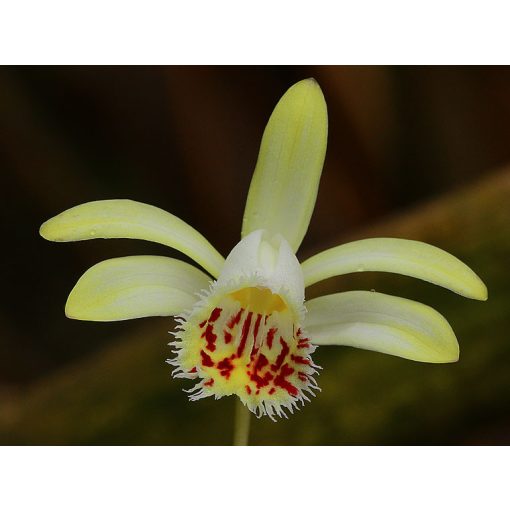 Pleione forestii (I.) - Tibeti orchidea