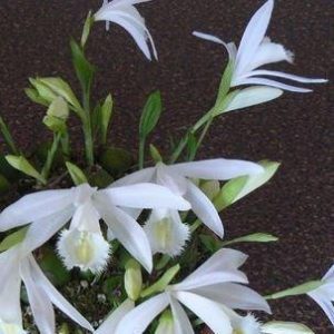 Pleione formosana Alba - Tibeti orchidea