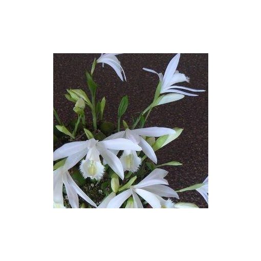 Pleione formosana Alba - Tibeti orchidea