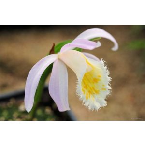 Pleione grandiflora - Tibeti orchidea