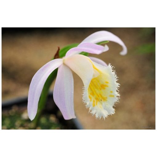 Pleione grandiflora - Tibeti orchidea