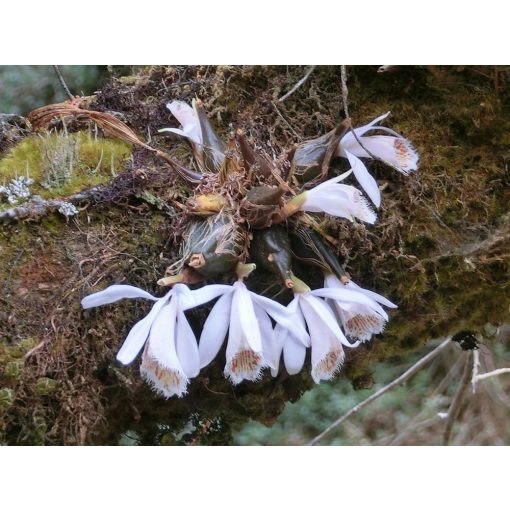Pleione humile - Tibeti orchidea