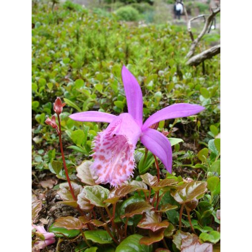 Pleione limprichtii - Tibeti orchidea
