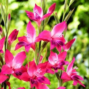Gladiolus nanus Vulcano - Törpe kardvirág