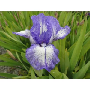 Iris pumila Petite Polka - Törpe nőszirom