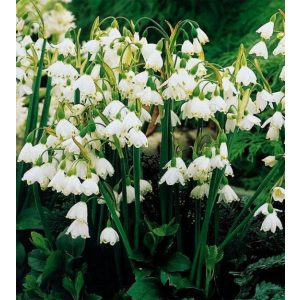 Leucojum aestivum - Tőzike