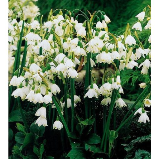 Leucojum aestivum - Tőzike