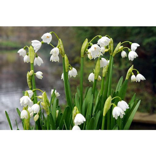 Leucojum aestivum Gravetye Giant - Tőzike