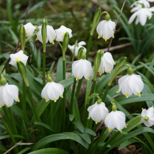 Leucojum vernum - Tőzike