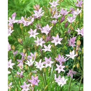 Triteleia Pink Heaven