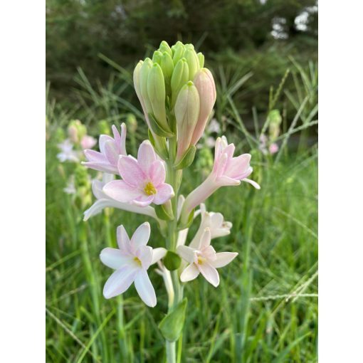 Polianthes tuberosa Sensation - Tubarózsa