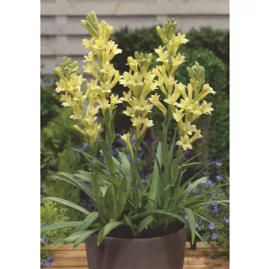 Polianthes tuberosa Supergold - Tubarózsa