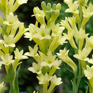 Polianthes tuberosa Yellow Baby - Tubarózsa