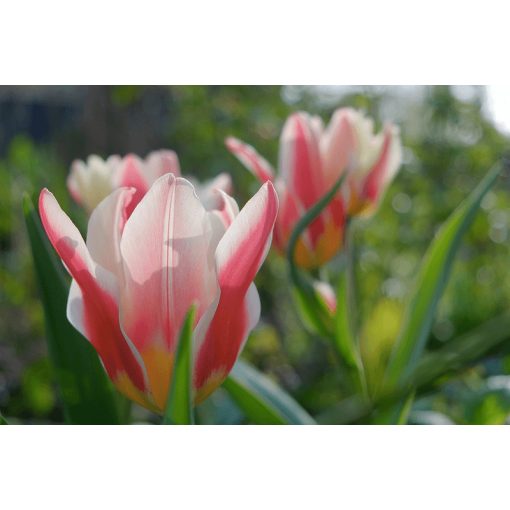 Tulipa Analita - Tulipán