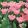 Tulipa Apricona