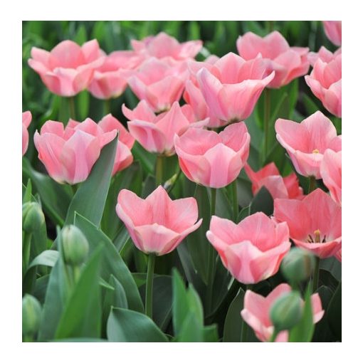 Tulipa Apricona