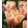 Tulipa Apricot Fox - Tulipán