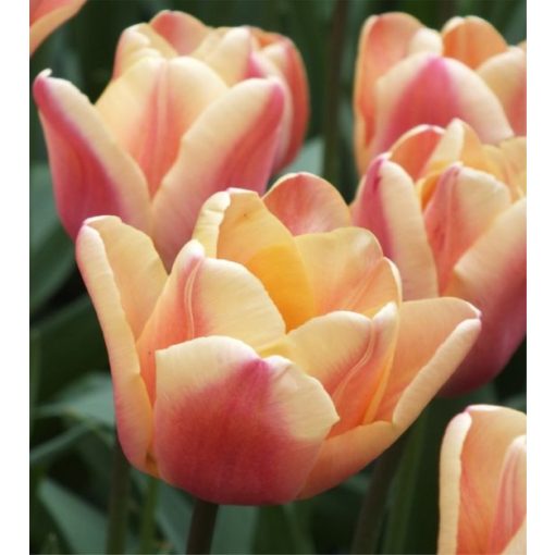 Tulipa Apricot Fox - Tulipán
