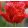 Tulipa Barbados