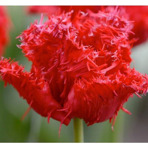 Tulipa Barbados