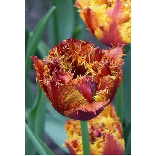 Tulipa Bastia - Tulipán