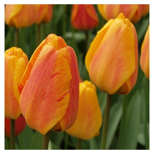 Tulipa Beauty of Apeldoorn - Tulipán