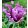 Tulipa Blue Parrot - Tulipán