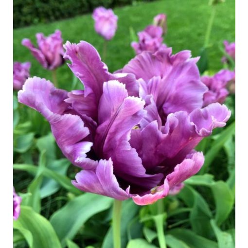 Tulipa Blue Parrot - Tulipán