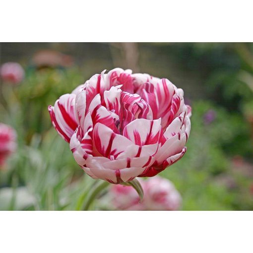 Tulipa Carnaval de Nice - Tulipán