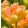 Tulipa Charming Lady