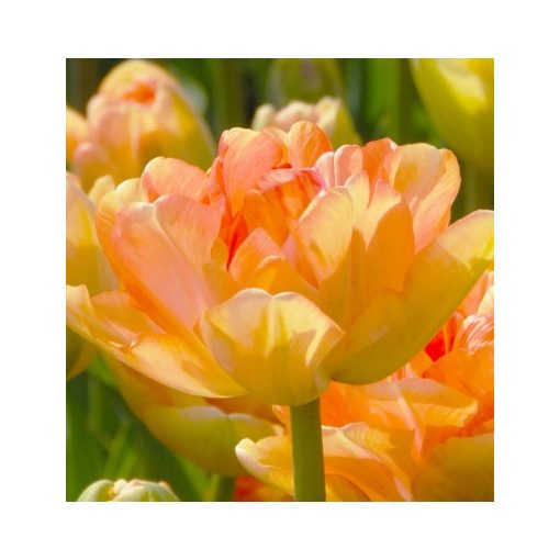 Tulipa Charming Lady