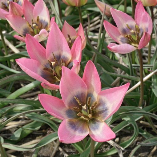 Tulipa Danique - Tulipán