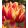 Tulipa Double Focus