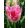 Tulipa Drakensteyn
