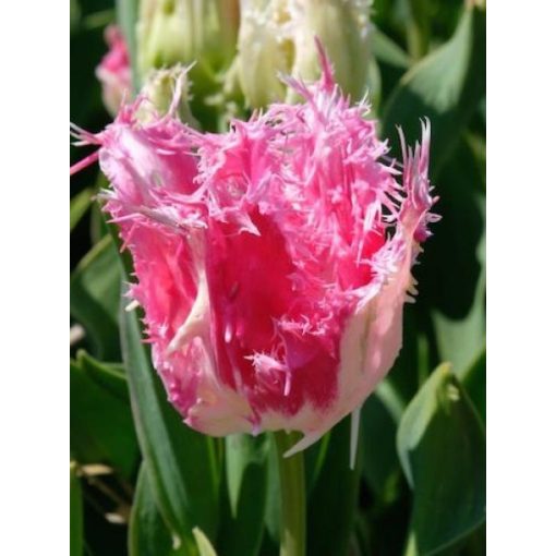 Tulipa Drakensteyn