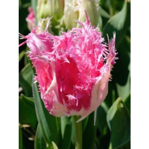 Tulipa Drakensteyn