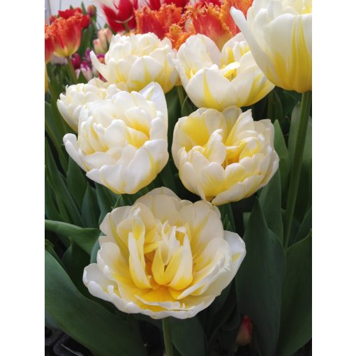 Tulipa Flaming Evita - Tulipán