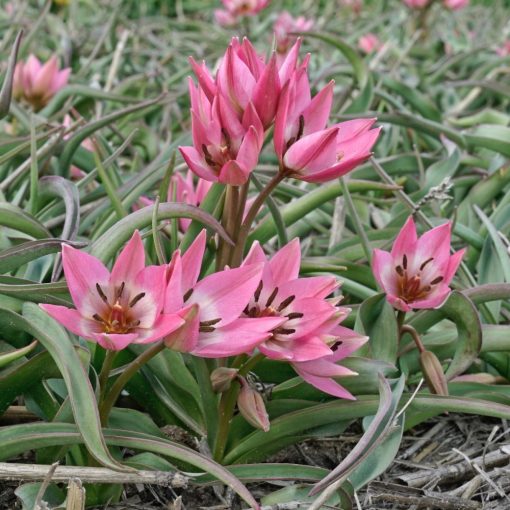 Tulipa Garden of Clusius - Tulipán
