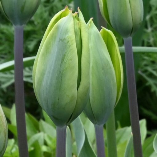 Tulipa Green King - Tulipán