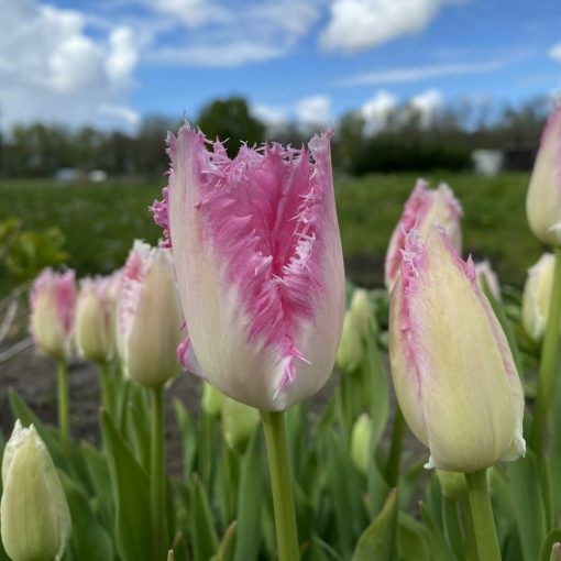 Tulipa Huis Ten Bosch - Tulipán