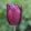 Tulipa Indeland