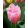 Tulipa Mistress - Tulipán