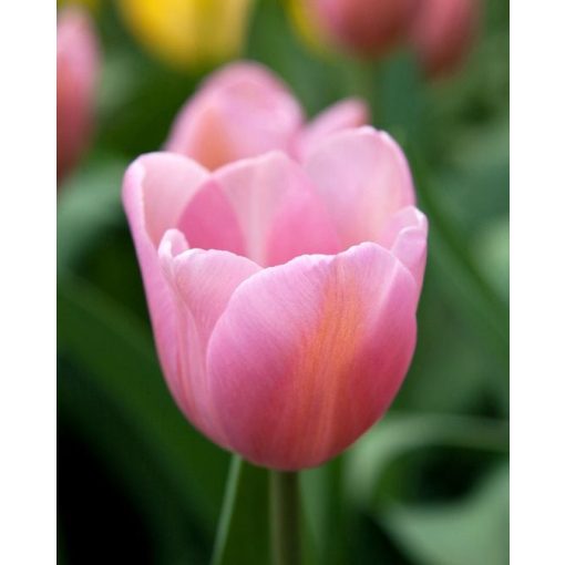 Tulipa Mistress - Tulipán