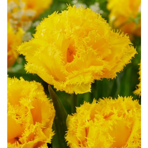 Tulipa Mon Amour