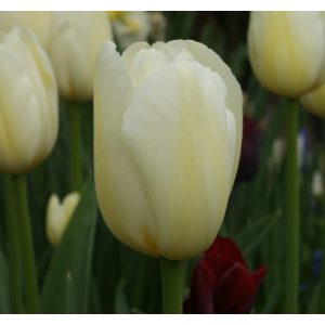 Tulipa Pays Bas