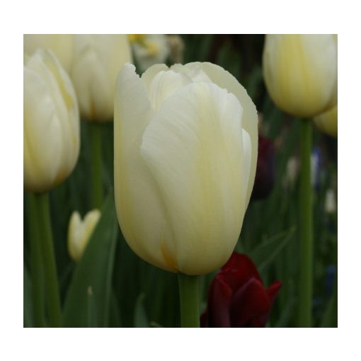 Tulipa Pays Bas