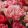 Tulipa Peptalk