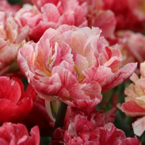 Tulipa Peptalk