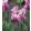 Tulipa Picture