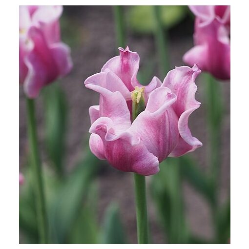 Tulipa Picture